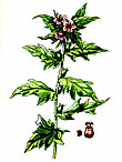 blín