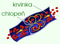 žíla